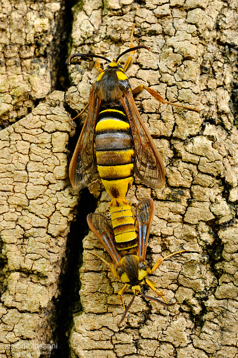 Bembecia vespiformis  Nikon D3  60 Micro Nikkor AF f/2.8 D  1/2 sec  f/22  ISO 200  Lite Panel MicroPro Macrofotografia di insetti materiale Nikon Simone Tossani  