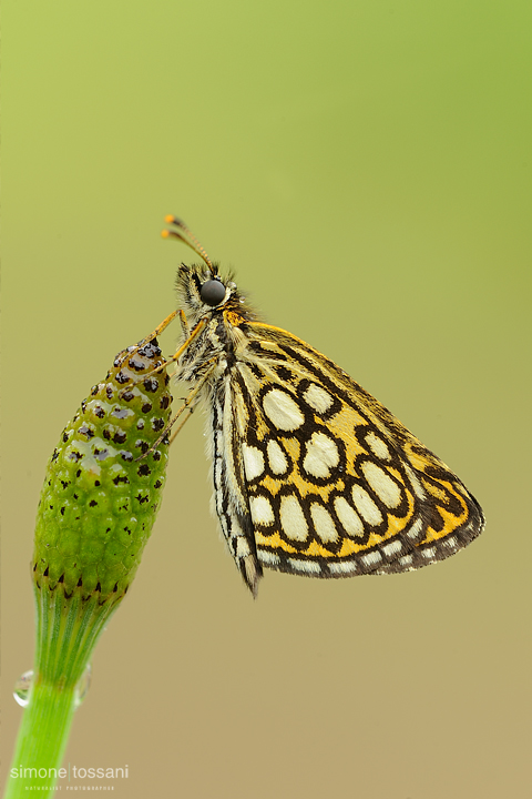 Heteropterus morpheus   Nikon D3  Nikon Micro AF 200 f/4 D  1/10 sec  f/16  ISO 200 Macrofotografia di insetti materiale Nikon Simone Tossani