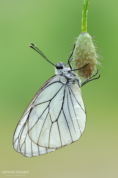 Aporia crataegi  Nikon D3  Nikon Micro AF 200 f/4 D  1/10 sec  f/22  ISO 640 Macrofotografia di insetti materiale Nikon Simone Tossani  