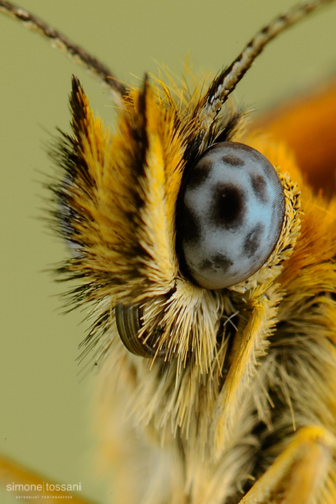Melitaea athalia   Nikon D3  Nikon Micro AF 200 f/4 D  Tube Extension 136mm  1 sec  f/22  ISO 400 Macrofotografia di insetti materiale Nikon Simone Tossani