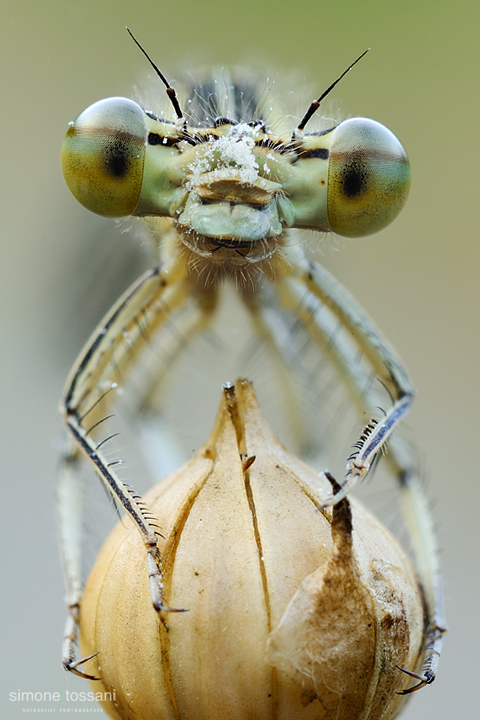 Platycnemis pennipes  Nikon D3  60 Micro Nikkor AF f/2.8 D  Tube Extension  1,6 sec  f/20  ISO 200 Macrofotografia di insetti materiale Nikon Simone Tossani