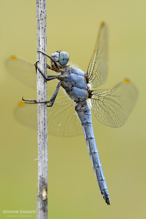 Orthetrum brunneum   Nikon D3  Nikon Micro AF 200 f/4 D  1/5 sec  f/20  ISO 200 Macrofotografia di insetti materiale Nikon Simone Tossani