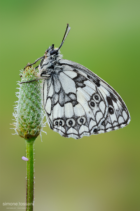 Melanargia galathea    Nikon D3  Nikon Micro AF 60 f/2.8 D  Tube Extension  1/13 sec  f/18  ISO 200 Macrofotografia di insetti materiale Nikon Simone Tossani