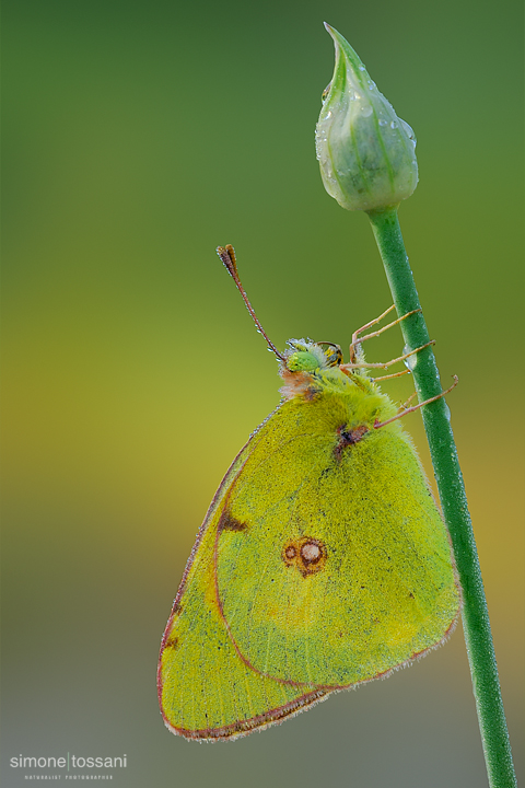 Colias alfacariensis   Nikon D3  Nikon Micro AF 60 f/2.8 D  Tube Extension  1/30 sec  f/10  ISO 200 Macrofotografia di insetti materiale Nikon Simone Tossani