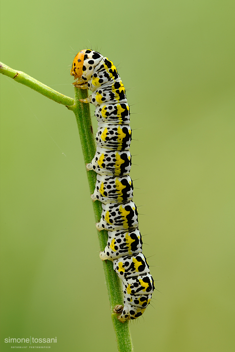 Cucullia (Shargacucullia) caninae   Nikon D3  Nikon Micro AF 200 f/4 D  1/10 sec  f/20  ISO 100 Macrofotografia di insetti materiale Nikon Simone Tossani  