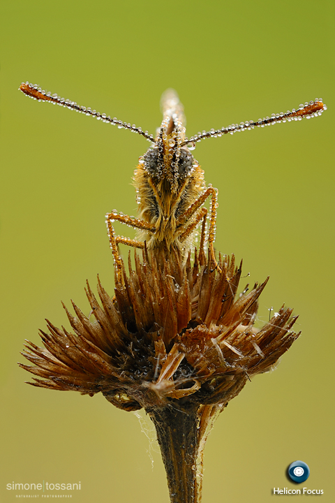 Melitaea athalia  Nikon D3  Nikon Micro AF 200 f/4 D  1/13 sec  f/22  ISO 200  Montaggio Helicon Focus Macrofotografia di insetti materiale Nikon Simone Tossani 