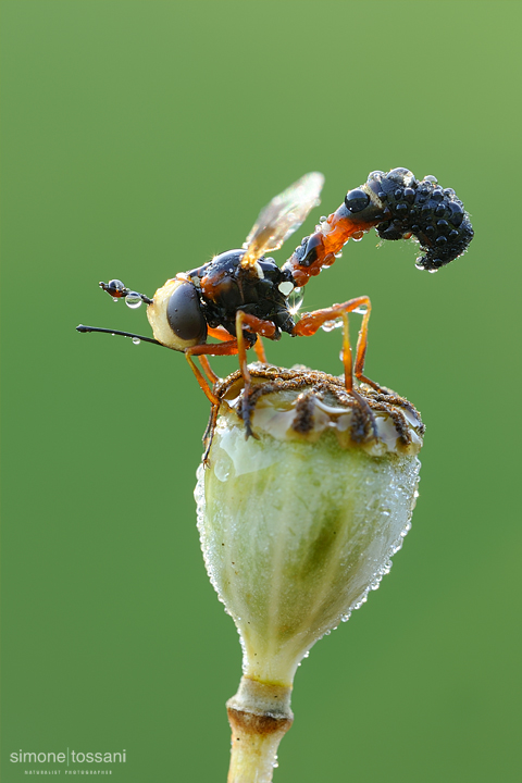 Conopidae physoconops    Nikon D3  Nikon Micro AF 200 f/4 D  1/5 sec  f/22  ISO 200 Macrofotografia di insetti materiale Nikon Simone Tossani
