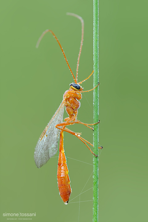 Netelia producta (male)   Nikon D3  Nikon Micro AF 200 f/4 D  1/20 sec  f/20  ISO 640 Macrofotografia di insetti materiale Nikon Simone Tossani