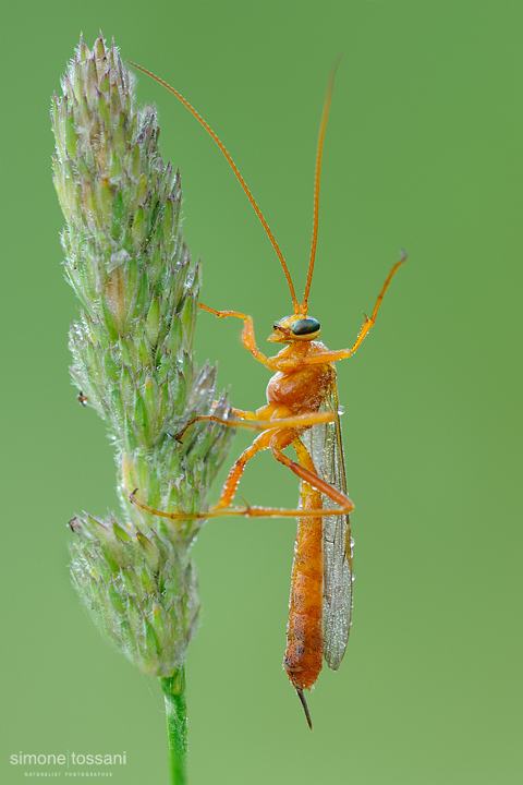 Netelia producta (female)   Nikon D3  Nikon Micro AF 200 f/4 D  1/25 sec  f/20  ISO 640 Macrofotografia di insetti materiale Nikon Simone Tossani