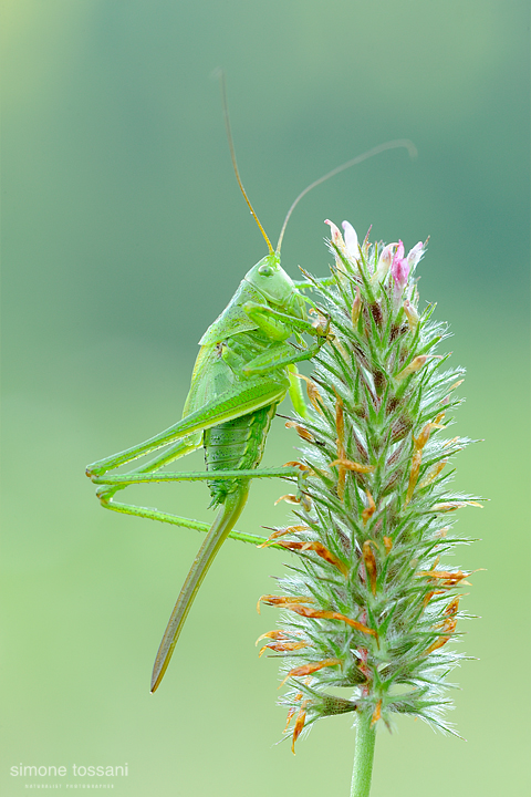 Leptophyes punctatissima   Nikon D3  Nikon Micro AF 200 f/4 D  1/15 sec  f/22  ISO 500 Macrofotografia di insetti materiale Nikon Simone Tossani