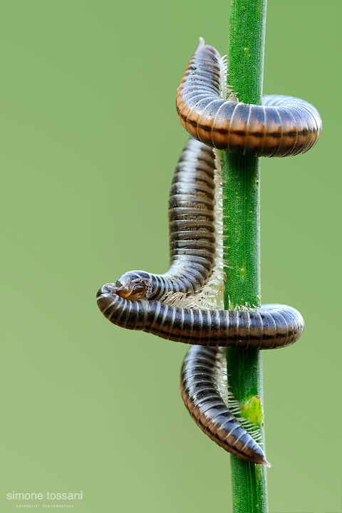 Pachyiulus communis   Nikon D3  Nikkor Micro AF 200 f/4 D  Tube Extension 1/6 sec  f/20  ISO 200 Macrofotografia di insetti materiale Nikon Simone Tossani
