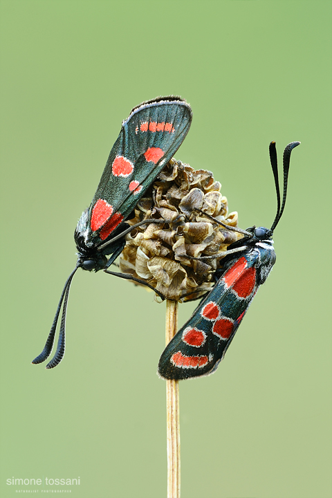 Zygaena (Agrumenia) carniolica  Nikon D3  Nikkor Micro AF 60 f/2.8 D  Tube Extension 1 sec  f/20  ISO 200 Macrofotografia di insetti materiale Nikon Simone Tossani
