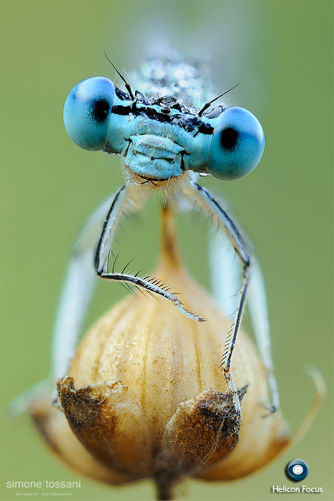 Platycnemis pennipes   Nikon D3  Nikkor Micro AF 200 f/4 D  1.6 sec  f/22  ISO 500  Montaggio Helicon Focus Macrofotografia di insetti materiale Nikon Simone Tossani