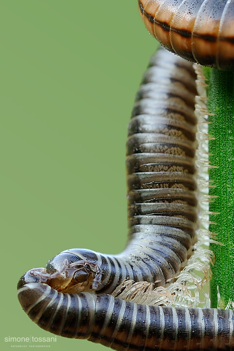 Pachyiulus communis   Nikon D3  Nikkor Micro AF 200 f/4 D  Tube Extension 2,5 sec  f/22  ISO 400 Macrofotografia di insetti materiale Nikon Simone Tossani