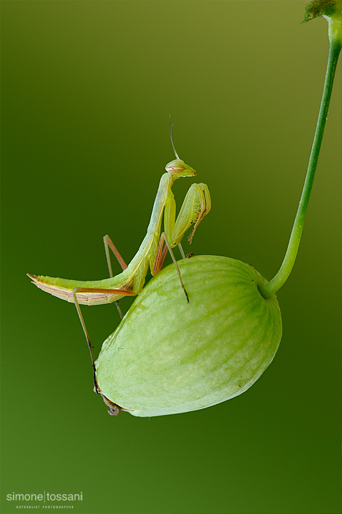 Mantis religiosa   Nikon D3  Nikkor Micro AF 60 f/2.8 D  Tube Extension  4 sec  f/22  ISO 400 Macrofotografia di insetti materiale Nikon Simone Tossani