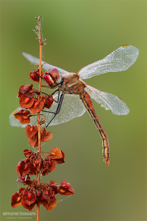 Sympetrum fonscolombii   Nikon D3  Nikkor Micro AF 200 f/4 D  1 sec  f/22  ISO 500 Macrofotografia di insetti materiale Nikon Simone Tossani