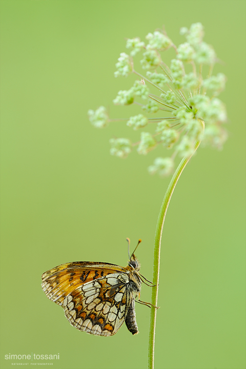 Melitaea athalia  Nikon D3  Nikon Micro AF 200 f/4 D  1/40 sec  f/18  ISO 200 Macrofotografia di insetti materiale Nikon Simone Tossani