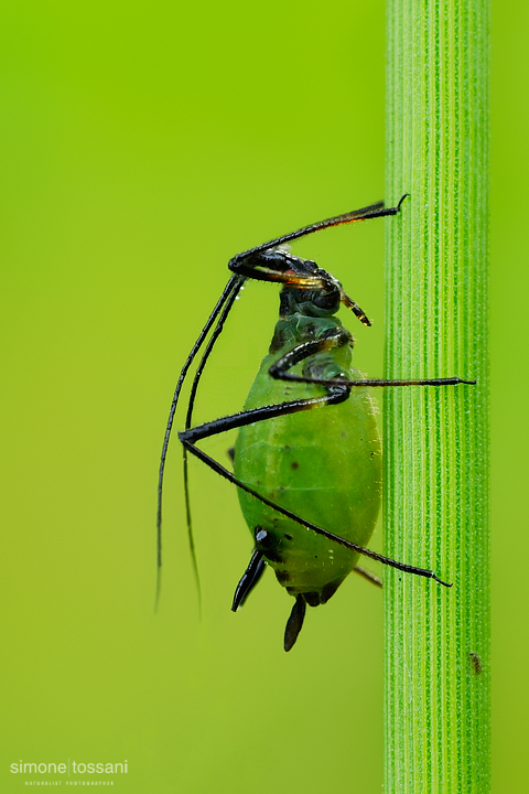 Macrosiphum rosae   Nikon D3  Nikon Micro AF 60 f/2.8 D  136 mm Tube Extension  1/15 sec  f/20  ISO 500 Macrofotografia di insetti materiale Nikon Simone Tossani