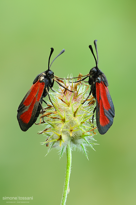 Zygaena (Mesembrynus) erythrus    Nikon D3  Nikon Micro AF 200 f/4 D  1/15 sec  f/20  ISO 400 Macrofotografia di insetti materiale Nikon Simone Tossani