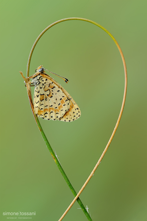 Melitaea didyma   Nikon D3  Nikon Micro AF 200 f/4 D  1/13 sec  f/18  ISO 200 Macrofotografia di insetti materiale Nikon Simone Tossani