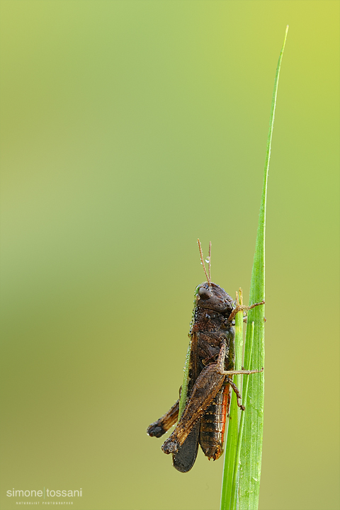 Omocestus rufipes   Nikon D3  Nikon Micro AF 200 f/4 D  1/2 sec  f/22  ISO 200 Macrofotografia di insetti materiale Nikon Simone Tossani