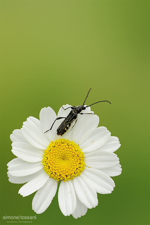 Stenopterus ater (female)  Nikon D3  Nikkor Micro AF 200 f/4 D  1/8 sec  f/22  ISO 200 Macrofotografia di insetti materiale Nikon Simone Tossani