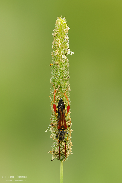 Stenopterus rufus (male)  Nikon D3  Nikon Micro AF 200 f/4 D  1/20 sec  f/22  ISO 200 Macrofotografia di insetti materiale Nikon Simone Tossani