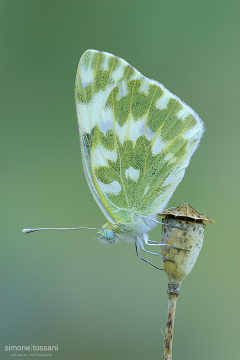 Pontia edusa   Nikon D3  Nikon Micro AF 200 f/4 D  1/5 sec  f/22  ISO 200 Macrofotografia di insetti materiale Nikon Simone Tossani