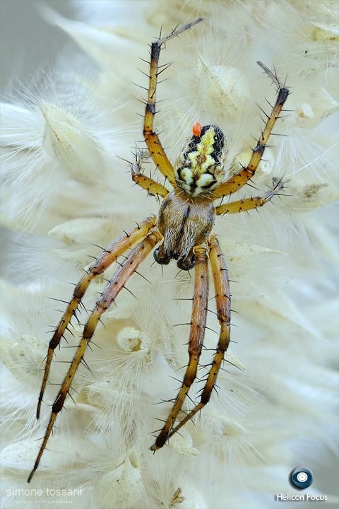 Neoscona adianta   Nikon D3  Nikon Micro AF 200 f/4 D  1/3 sec  f/22  ISO 200  Montaggio Helicon Focus Macrofotografia di insetti materiale Nikon Simone Tossani