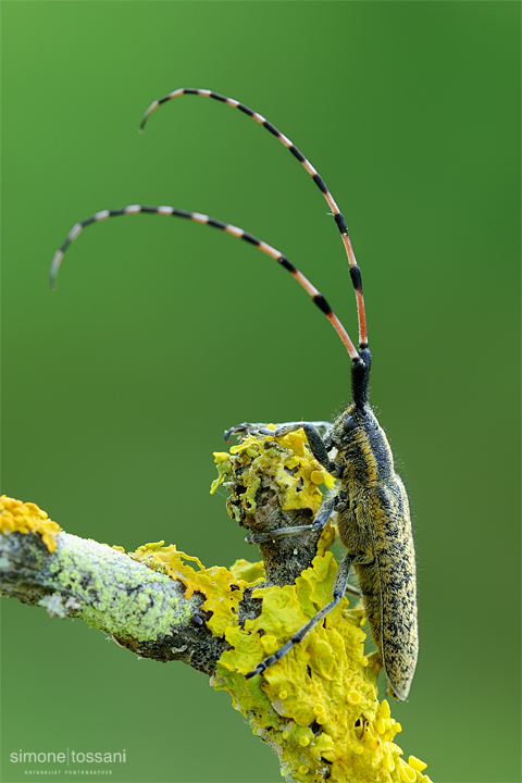 Agapanthia villosoviridescens    Nikon D3  Nikon Micro AF 200 f/4 D  1/10 sec  f/22  ISO 200 Macrofotografia di insetti materiale Nikon Simone