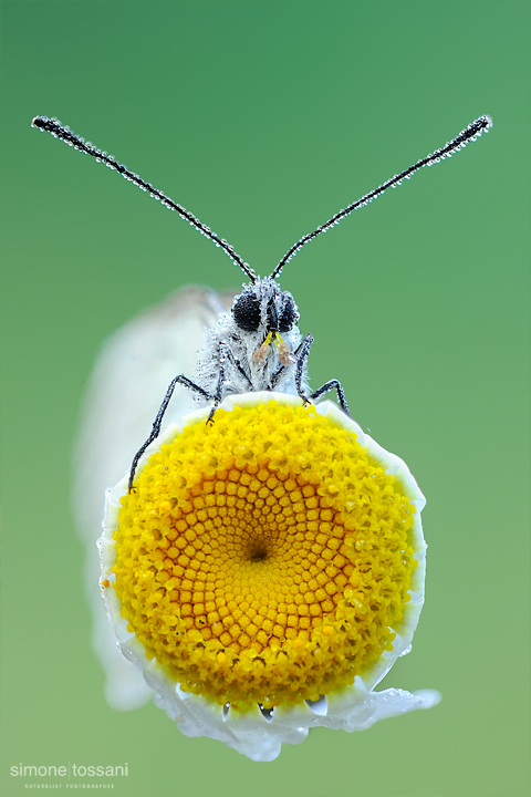 Aporia crataegi   Nikon D3  Nikon Micro AF 200 f/4 D  1/30 sec  f/20  ISO 400 Macrofotografia di insetti materiale Nikon Simone Tossani