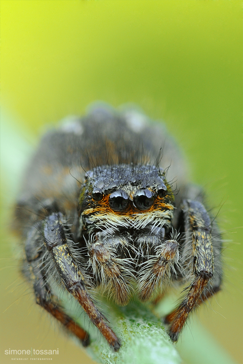 Evarcha sp.  Nikon D3  Nikon Micro AF 60 f/2.8 D  Tube Extension  1/2 sec  f/22  ISO 200 Macrofotografia di insetti materiale Nikon Simone Tossani