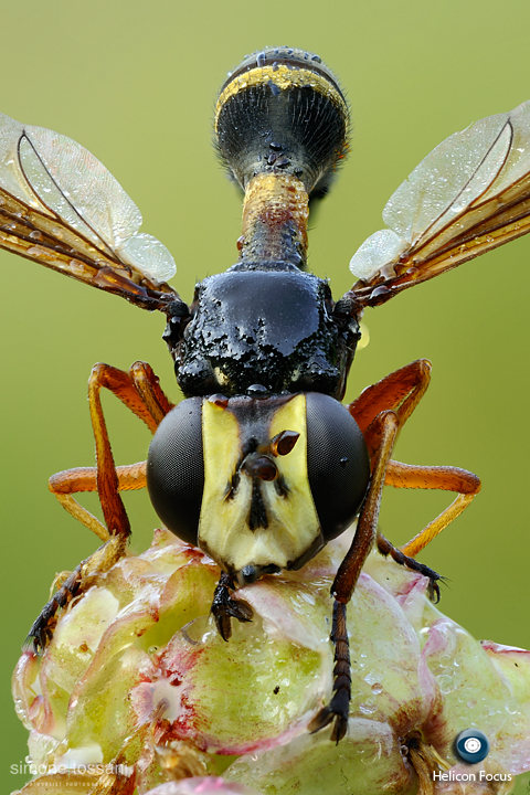 Conopidae Physocephala vittata    Nikon D3  Nikon Micro AF 60 f/2.8 D  1 sec  f/16  ISO 200  Montaggio Helicon Focus Macrofotografia di insetti materiale Nikon Simone Tossani