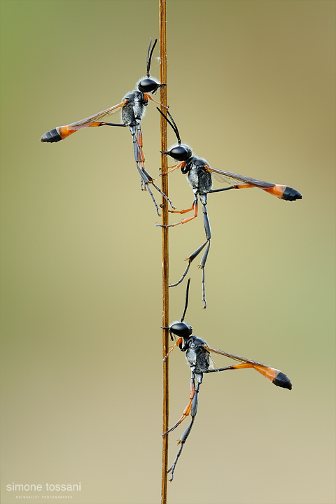 Ammophila procera   Nikon D3  Nikon Micro AF 200 f/4 D  1/5 sec  f/22  ISO 200 Macrofotografia di insetti materiale Nikon Simone Tossani