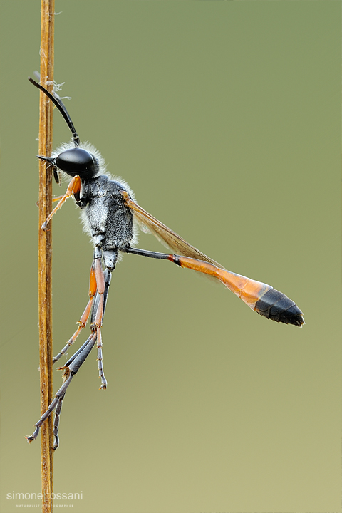 Ammophila procera   Nikon D3  Nikon Micro AF 200 f/4 D  1/6 sec  f/22  ISO 200 Macrofotografia di insetti materiale Nikon Simone Tossani