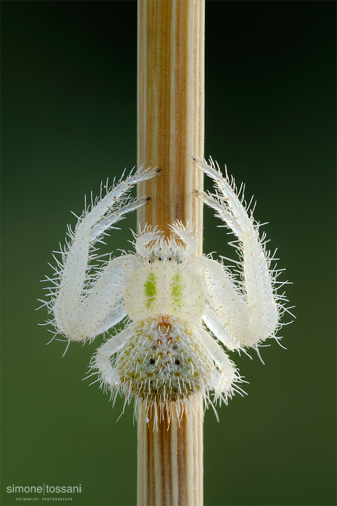 Evarcha sp.  Nikon D3  Nikkor Micro AF 60 f/2.8 D  Tube Extension  1/8 sec  f/22  ISO 200 Macrofotografia di insetti materiale Nikon Simone Tossani