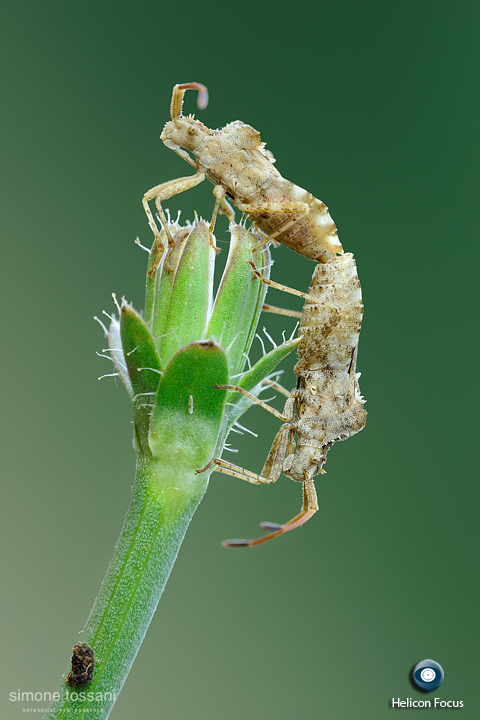 Syromastes rhombeus Nikon D3  Nikon Micro AF 200 f/4 D  1/15 sec  f/16  ISO 200  Montaggio Helicon Focus Macrofotografia di insetti materiale Nikon Simone Tossani  