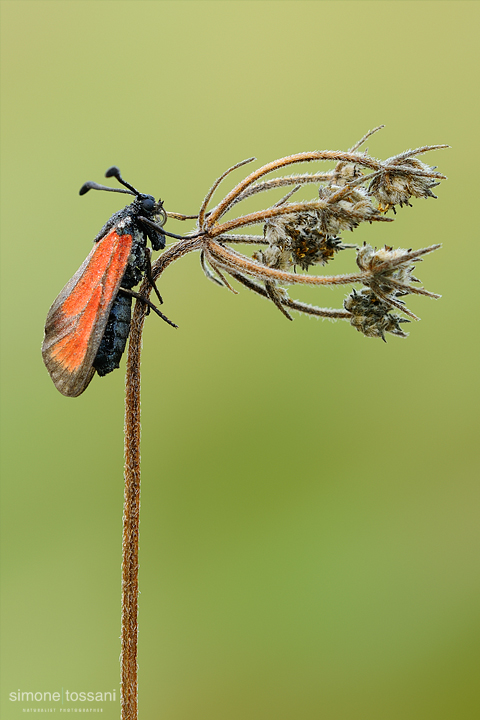 Zygaena (Mesembrynus) purpuralis   Nikon D90  Nikon Micro AF 200 f/4 D  1/30 sec  f/22  ISO 200 Macrofotografia di insetti materiale Nikon Simone Tossani