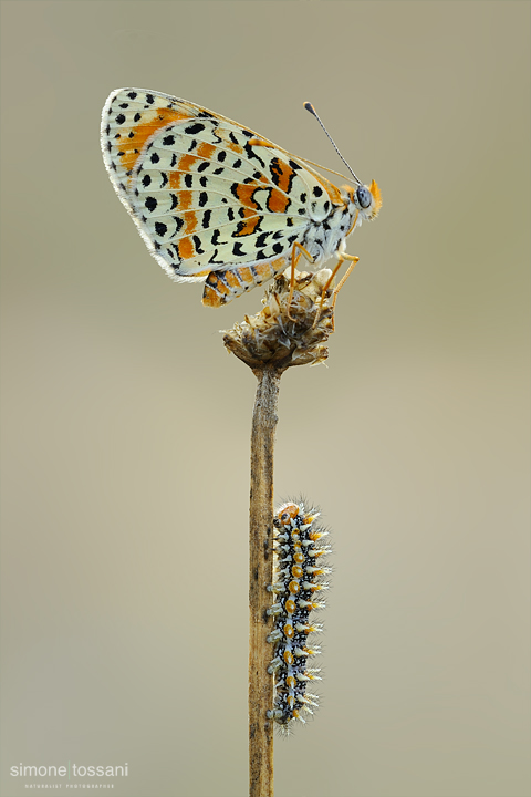 Melitaea didyma  Nikon D3  Nikon Micro AF 200 f/4 D  1/2 sec  f/22  ISO 200 Macrofotografia di insetti materiale Nikon Simone Tossani