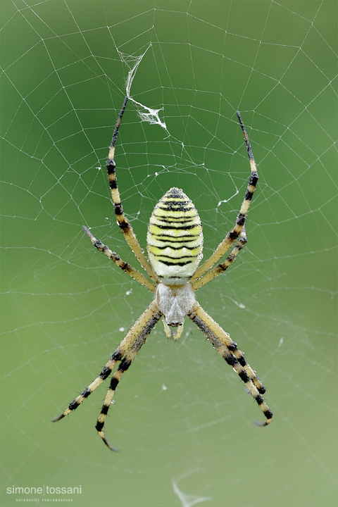 Argiope bruennichi  Nikon D3  Nikon Micro AF 200 f/4 D  1 sec  f/20  ISO 200 Macrofotografia di insetti materiale Nikon Simone Tossani