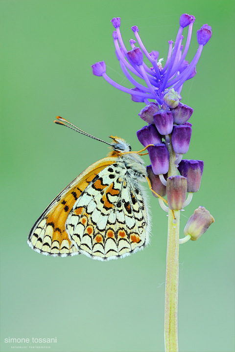 Melitaea phoebe  Nikon D3  Nikon Micro AF 200 f/4 D  1/13 sec  f/16  ISO 200 Macrofotografia di insetti materiale Nikon Simone Tossani