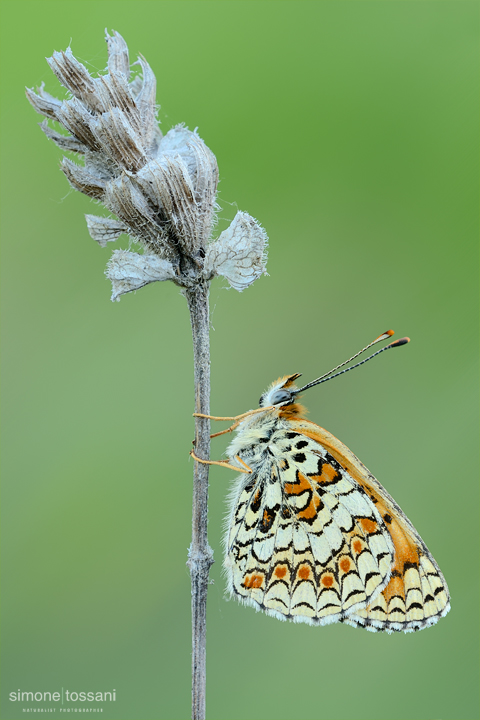 Melitaea phoebe  Nikon D3  Nikon Micro AF 200 f/4 D  1 sec  f/20  ISO 200 Macrofotografia di insetti materiale Nikon Simone Tossani