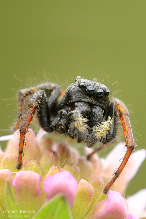 Philaeus chrysops  Nikon D3  Nikon Micro AF 200 f/4 D  1 sec  f/16  ISO 200 Macrofotografia di insetti materiale Nikon Simone Tossani