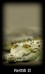 Galleria macro Simone Tossani con Nikon e Nital