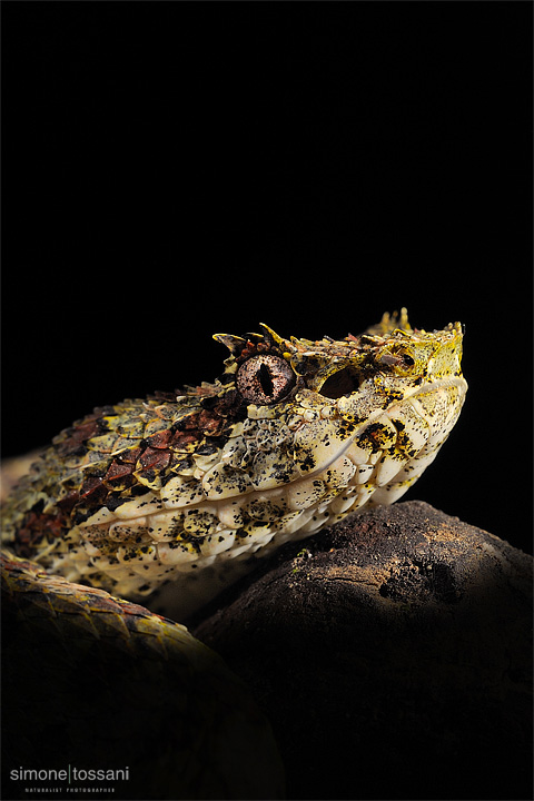 Bothriechis schlegelii   Nikon D3  Sigma 150 f/2.8 EX DG HSM Macro  SB 800 e SB 600  SU 800  1/60 Sec  f/13  ISO 400 Caccia fotografica rettili materiale Nikon Simone Tossani