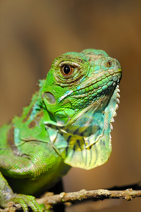 Iguana iguana  Nikon D3  Sigma 150 f/2.8 EX DG HSM Macro  Nikon SB 800  1/60 Sec  f/8  ISO 200 Caccia fotografica rettili materiale Nikon Simone Tossani