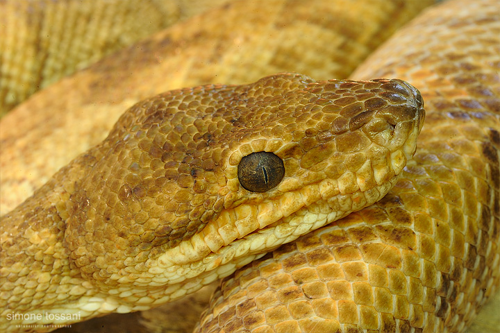 Boa Arborea anillada  Nikon D3  Sigma 150 f/2.8 EX DG HSM Macro  1 Sec  f/20  ISO 200 Caccia fotografica rettili materiale Nikon Simone Tossani