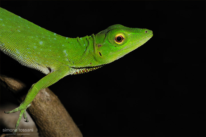 Norops biporcatus   Nikon D3  Sigma 150 f/2.8 EX DG HSM Macro  Nikon SB 800  1/60 Sec  f/16  ISO 200 Caccia fotografica rettili materiale Nikon Simone Tossani