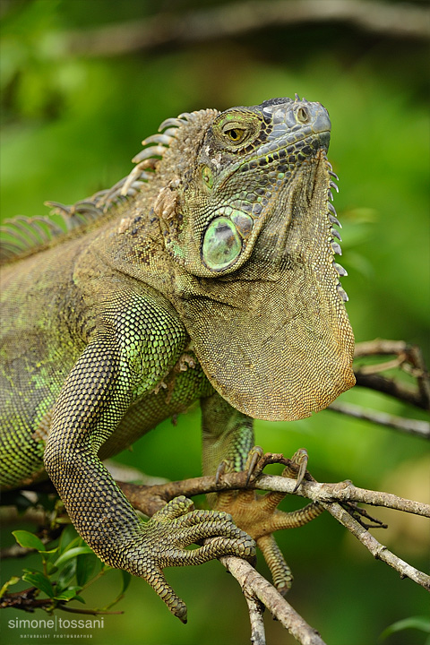 Iguana iguana   Nikon D3  Nikon 600 VR f/4  1/500 sec  f/4  ISO 400 Caccia fotografica rettili materiale Nikon Simone Tossani