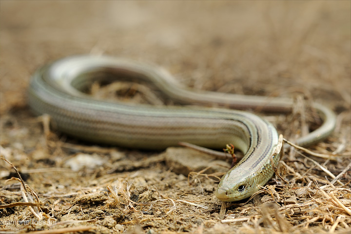 Chalcides chalcides   Nikon D3  Nikon Micro AF 60 f/2.8 D  1/80 sec  f/14  ISO 400 Caccia fotografica rettili materiale Nikon Simone Tossani